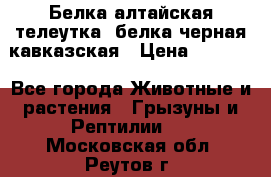 Белка алтайская телеутка, белка черная кавказская › Цена ­ 5 000 - Все города Животные и растения » Грызуны и Рептилии   . Московская обл.,Реутов г.